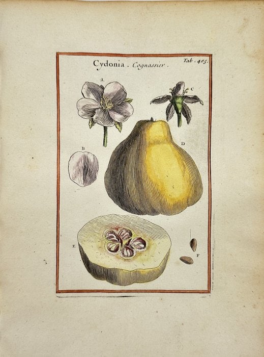 Joseph Pitton de Tournefort – Cydonia (Cognas) – Hand-coloured Engraving (1719): This hand-coloured engraving by Joseph Pitton de Tournefort after Claude Aubriet, originates from "Institutiones rei herbariae. Editio tertia... 3rd ed. (in fact second latin ed.)". The work was publi
