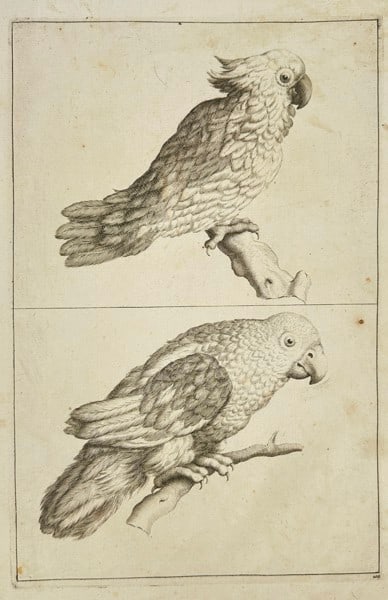Frederick de Wit (c. 1629–1706) – Studies of Parrots and Cockatoos – Engraving (1 of 3)