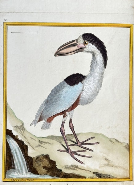 Francois-Nicolas Martinet (1731–1800) – Boat-billed Heron of Cayenne – Engraving: This hand-coloured engraving, titled "Savacou de Cayenne" in French, depicts a boat-billed heron standing by a waterfall. The bird is illustrated with a distinctive broad, boat-shaped beak, a black he