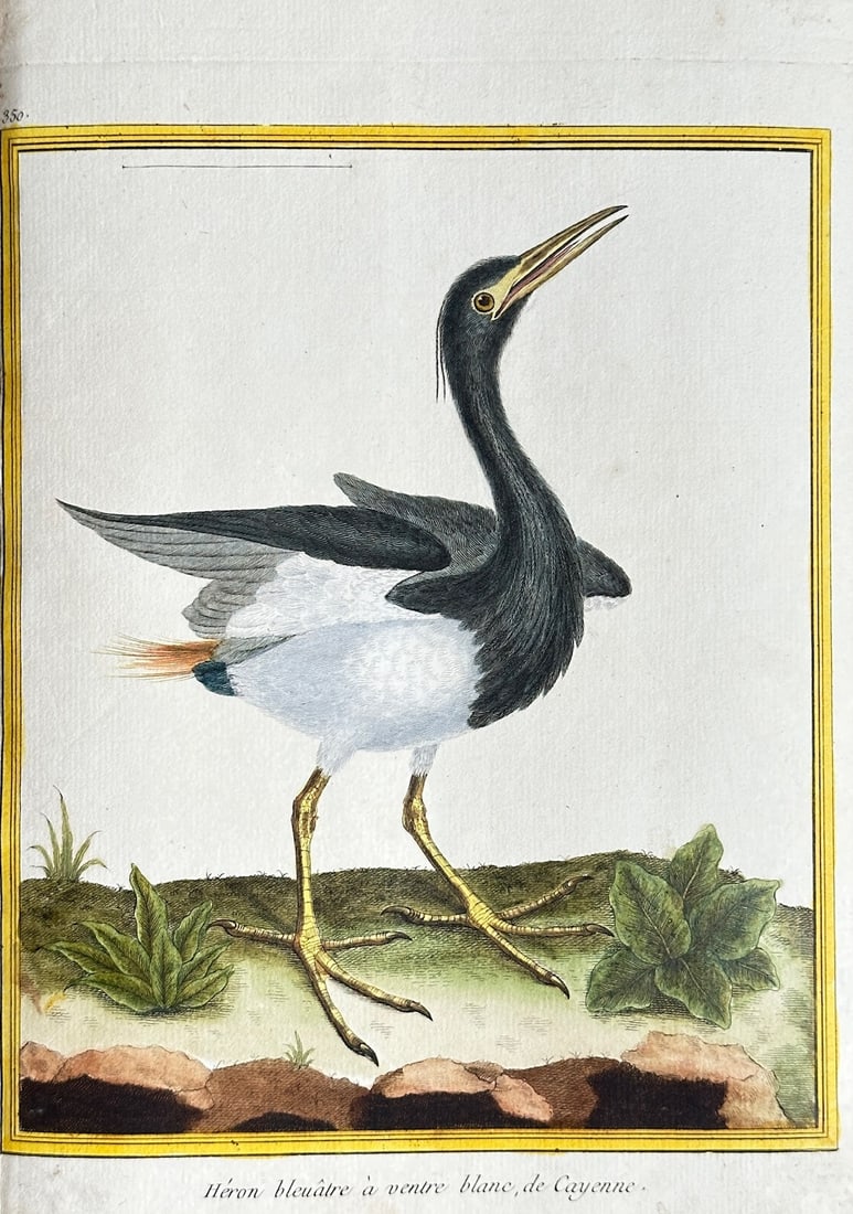 François-Nicolas Martinet – Blue Heron with a White Belly – Hand-coloured Engraving (1 of 3)