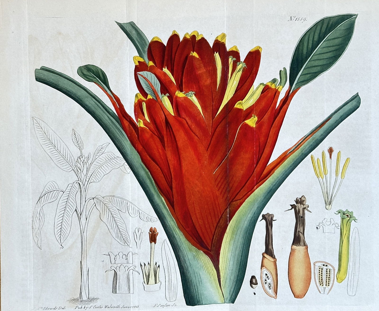 Samuel Curtis (1779–1860) – Bromeliad – Hand-coloured engraving (1813) (1 of 3)