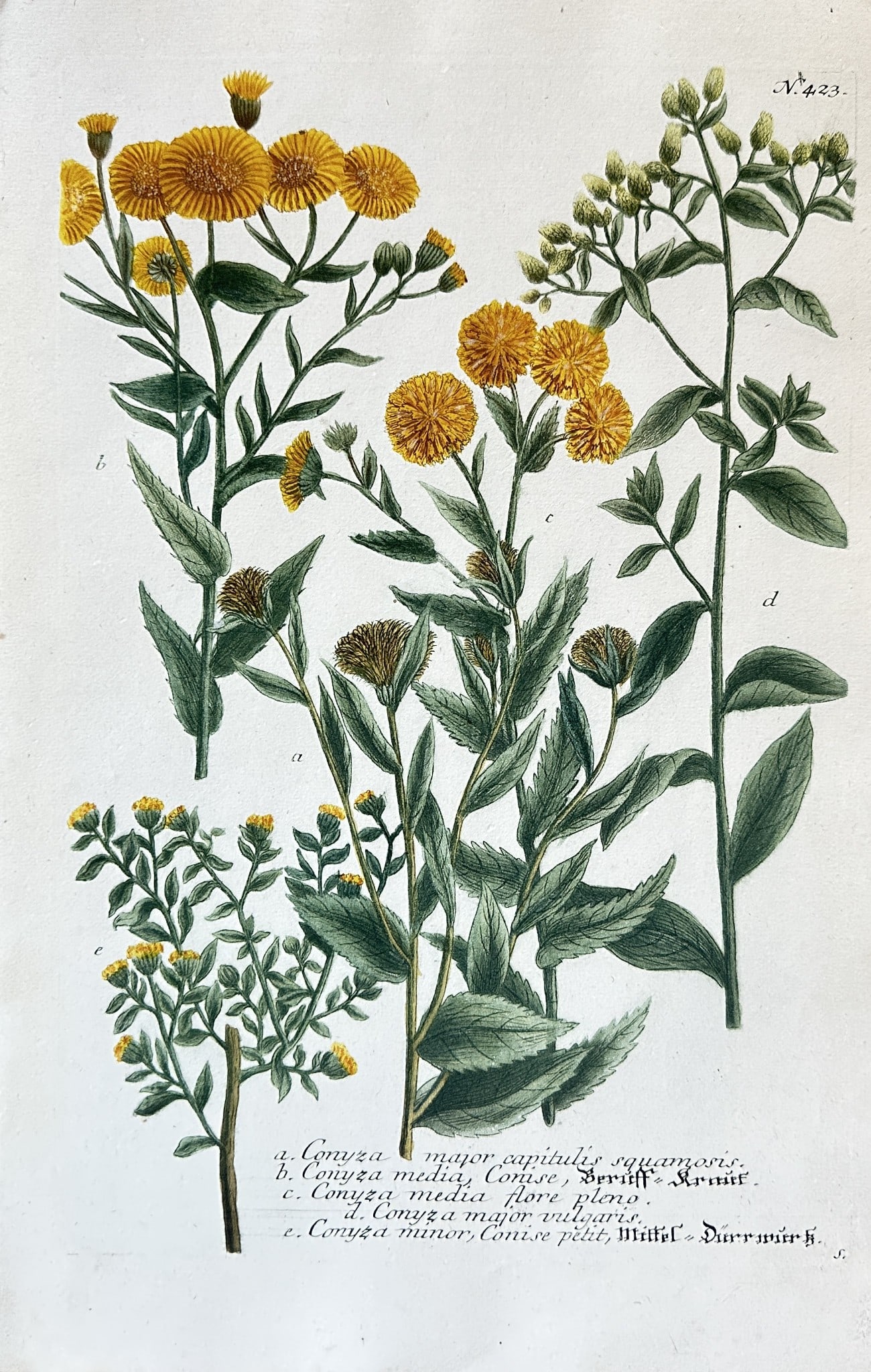 Johann Wilhelm Weinmann – A Set of Fleabane Species – Engraving, Hand-coloured (1 of 3)
