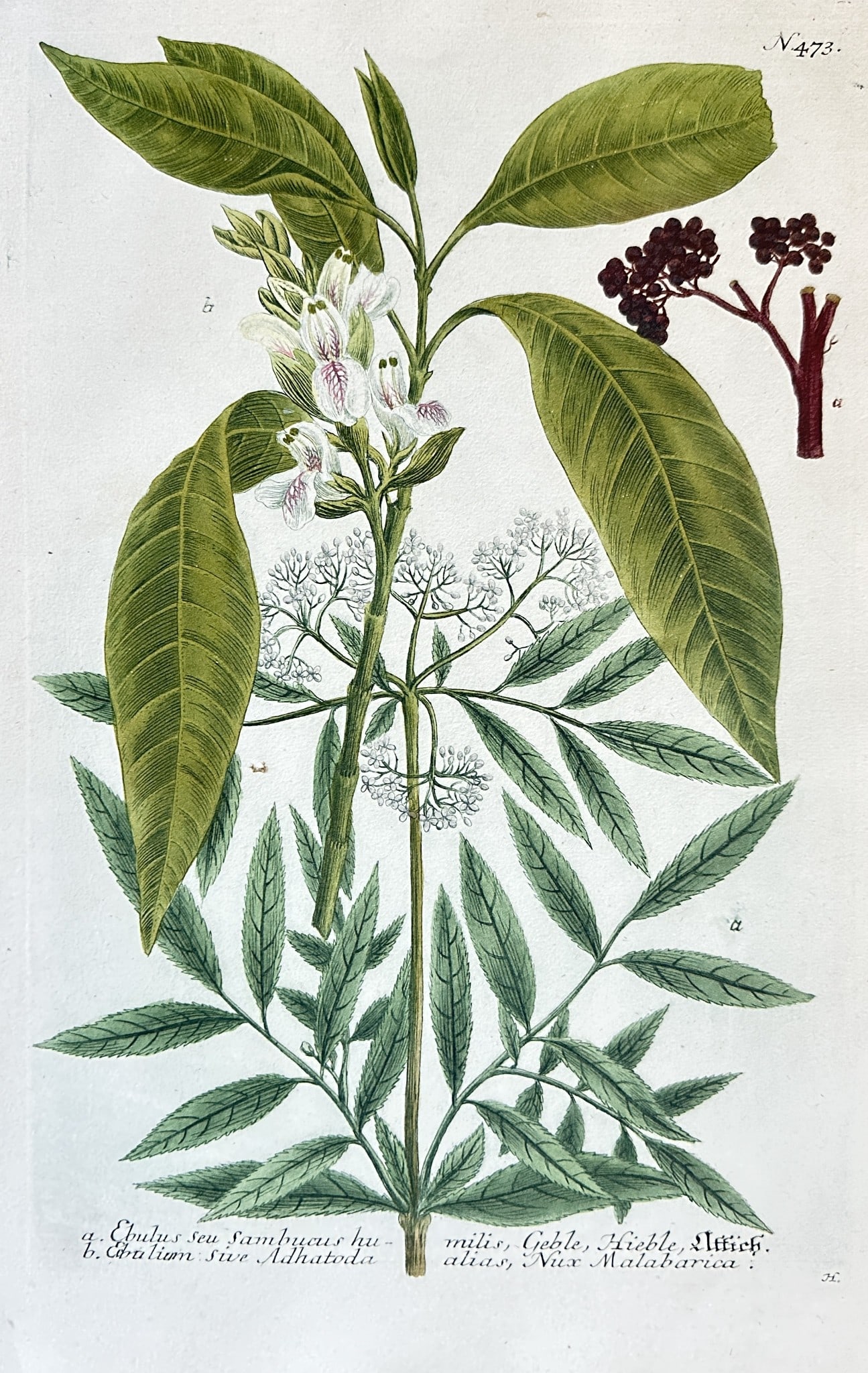 Johann Wilhelm Weinmann – Botanical Illustration of Elder – Engraving (1 of 3)