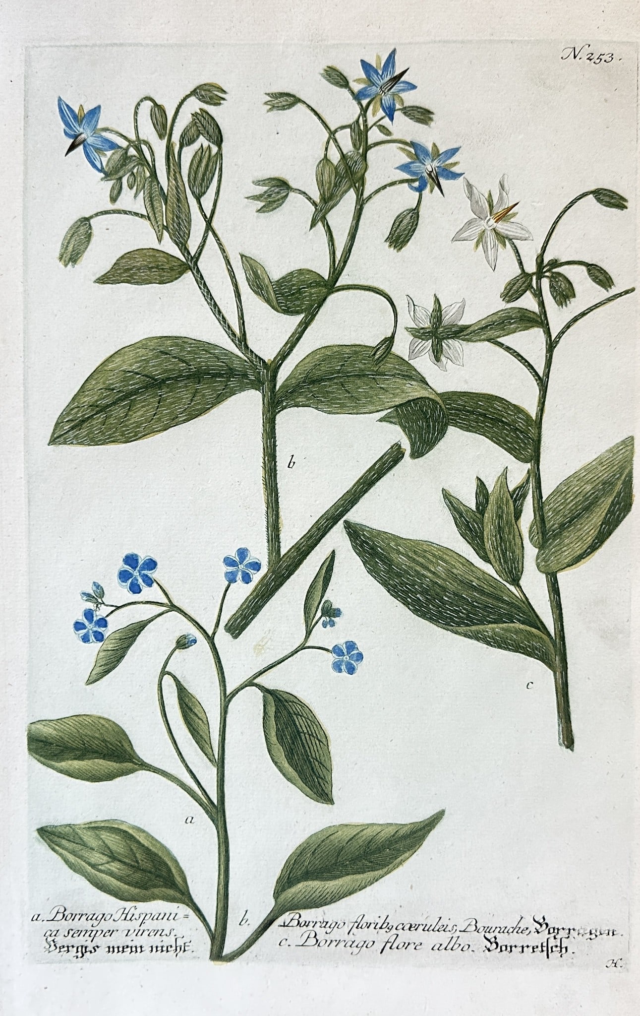Johann Wilhelm Weinmann – A Set of Borage Species – Engraving, Hand-coloured (1 of 3)