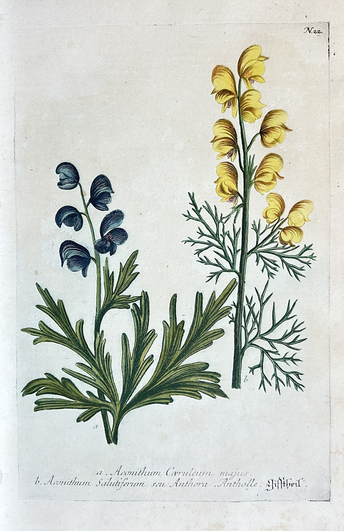 Johann Wilhelm Weinmann – A Set of Aconite Species – Engraving, Hand-coloured (1 of 3)