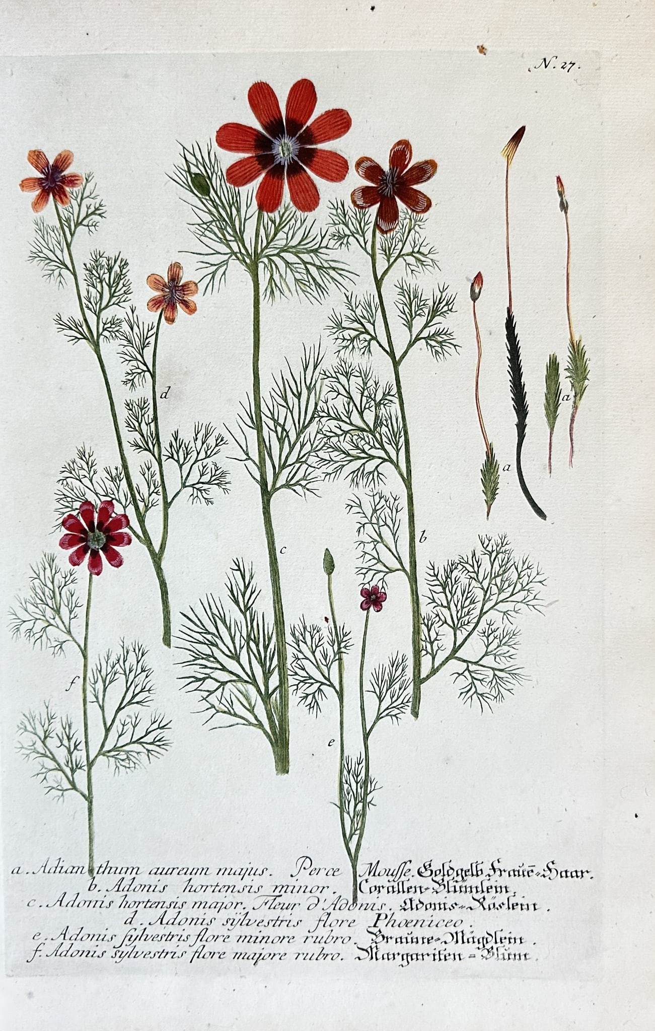 Johann Wilhelm Weinmann – A Set of Adonis Species (Pheasant's Eye) – Engraving (1 of 3)