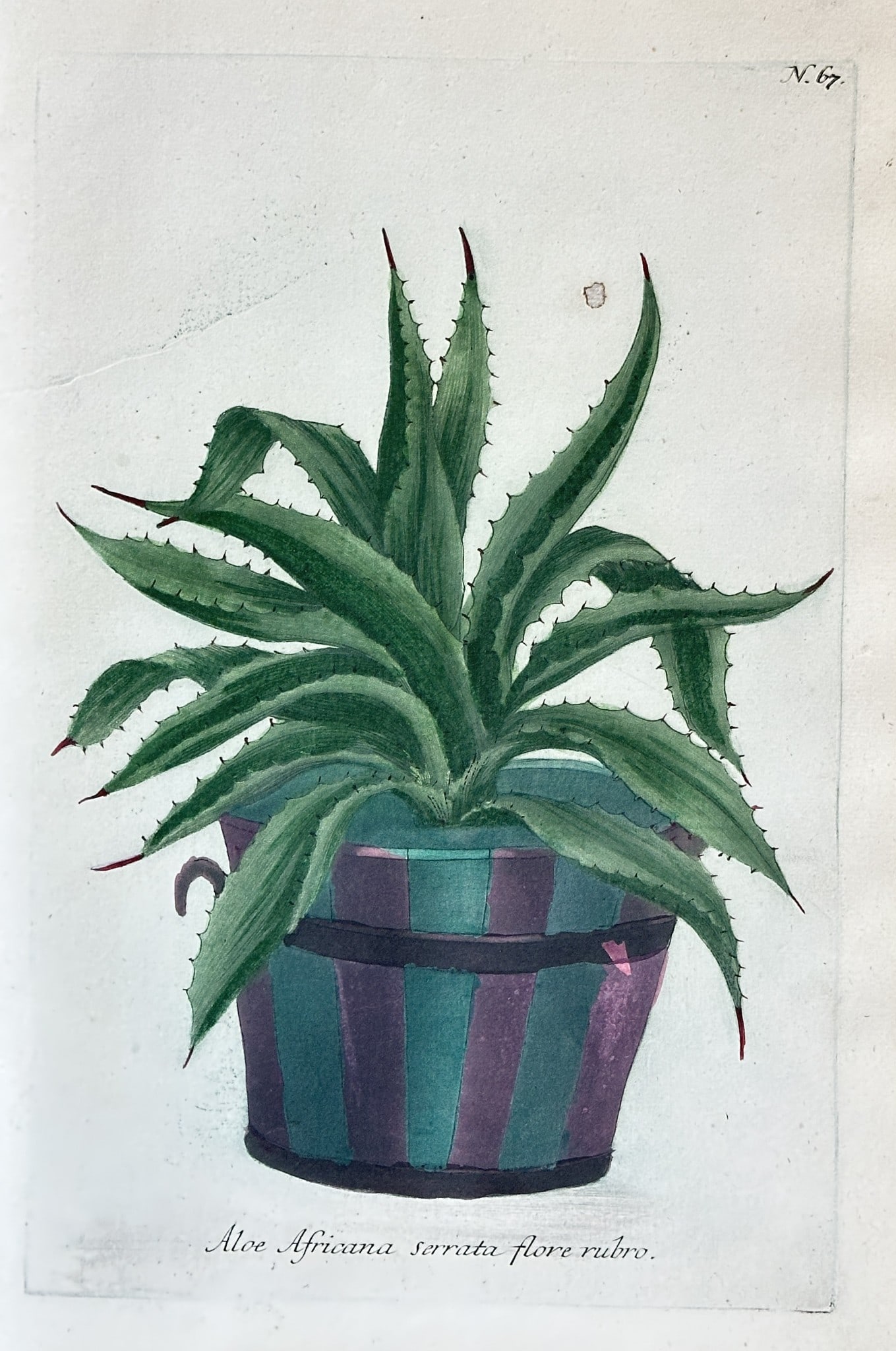 Johann Wilhelm Weinmann – African Serrated Aloe – Engraving, Hand-coloured (1 of 3)