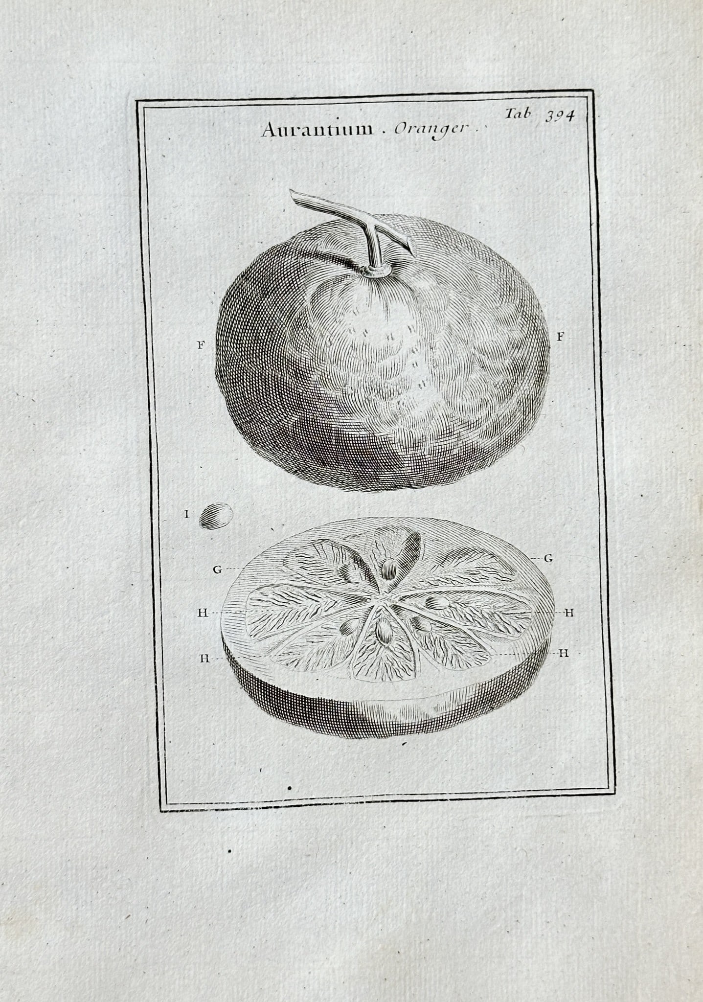 Joseph Pitton de Tournefort (1656–1708) – The Orange – Engraving (1700) (1 of 3)