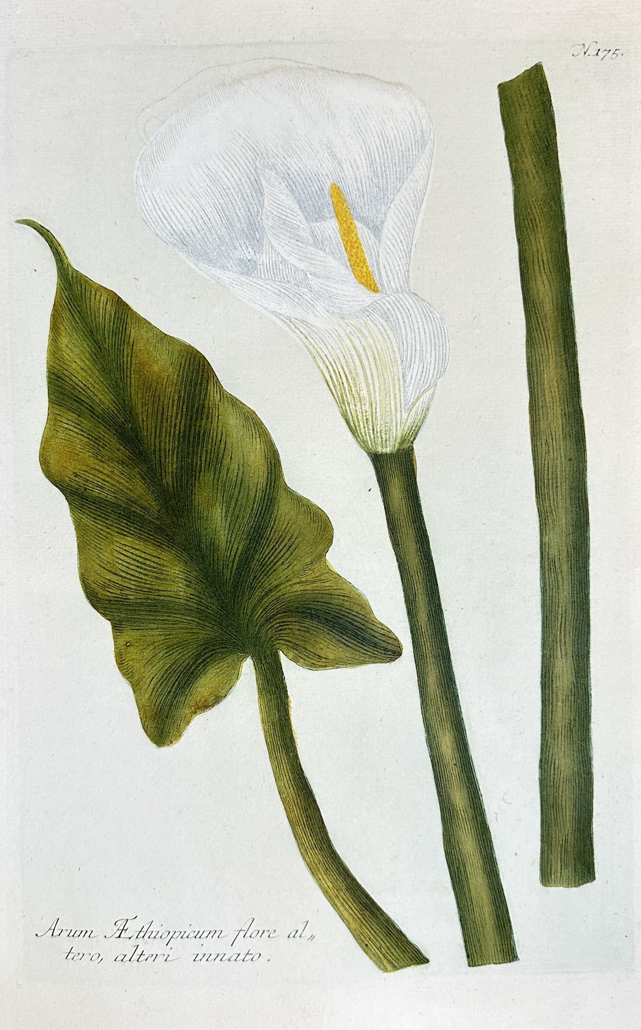 Johann Wilhelm Weinmann – Calla Lily (Zantedeschia aethiopica) (1 of 3)