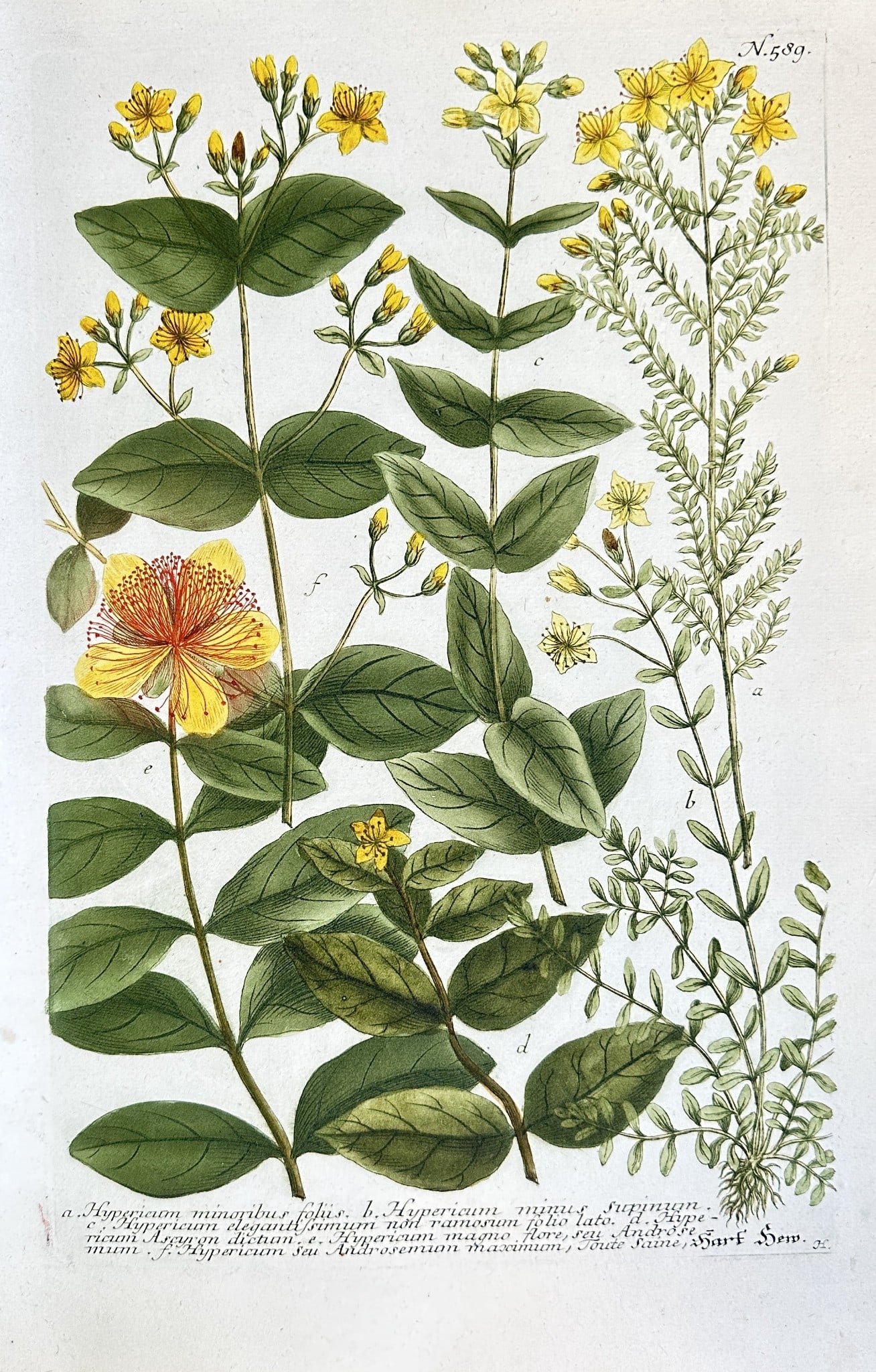 Johann Wilhelm Weinmann – Hypericum (St. John's Wort) Species: This hand-colored engraving from Johann Wilhelm Weinmann's monumental herbal, Phytanthoza iconographia, presents a detailed botanical study of various Hypericum species, commonly known as St. John's W