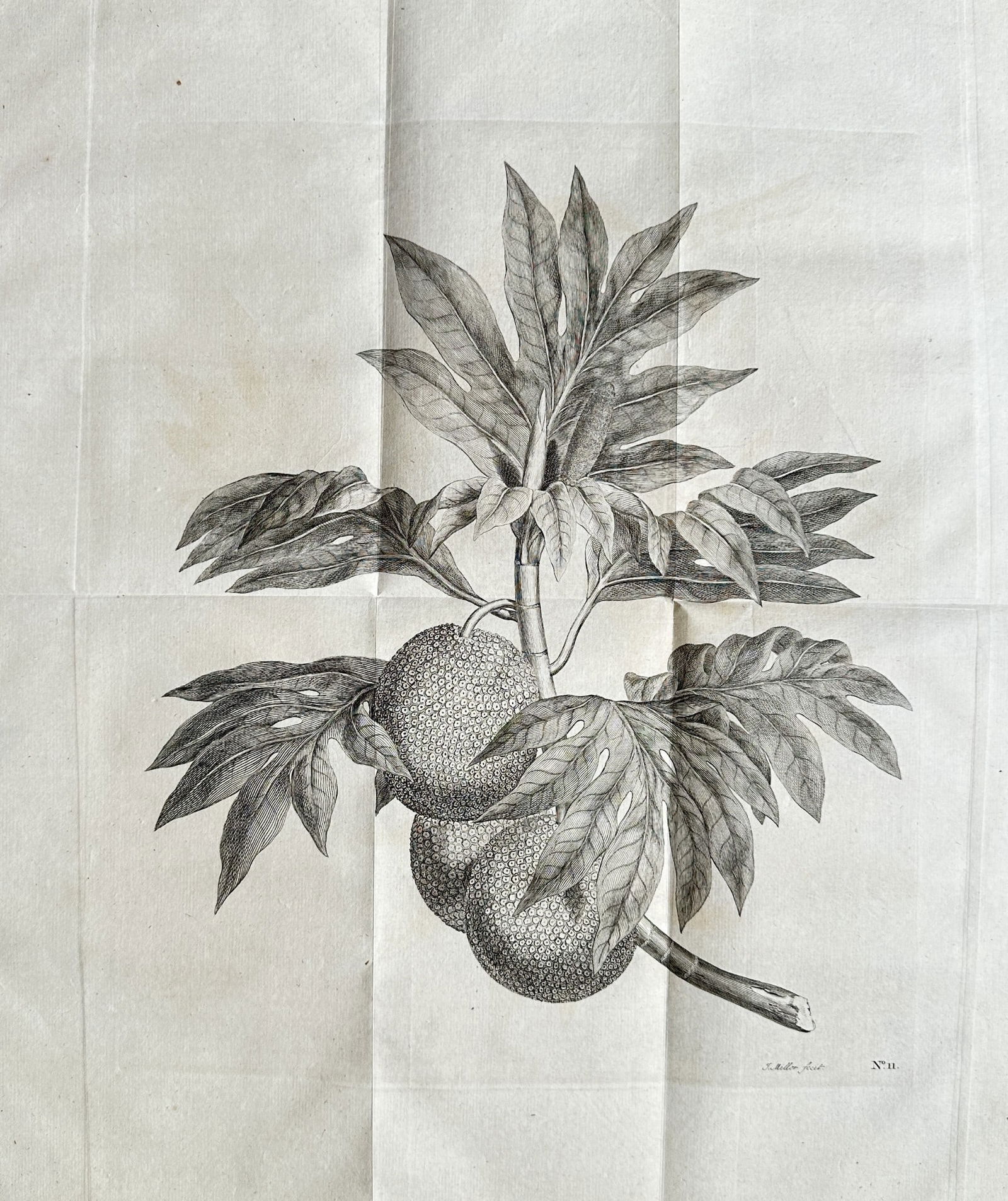John Miller (1715–1790) – Breadfruit Tree Branch with Fruit – Engraving: This detailed engraving and etching by John Miller depicts a branch of the breadfruit tree with its fruit. It serves as an illustration for John Hawkesworth’s account of Captain Cook's voyages, publ