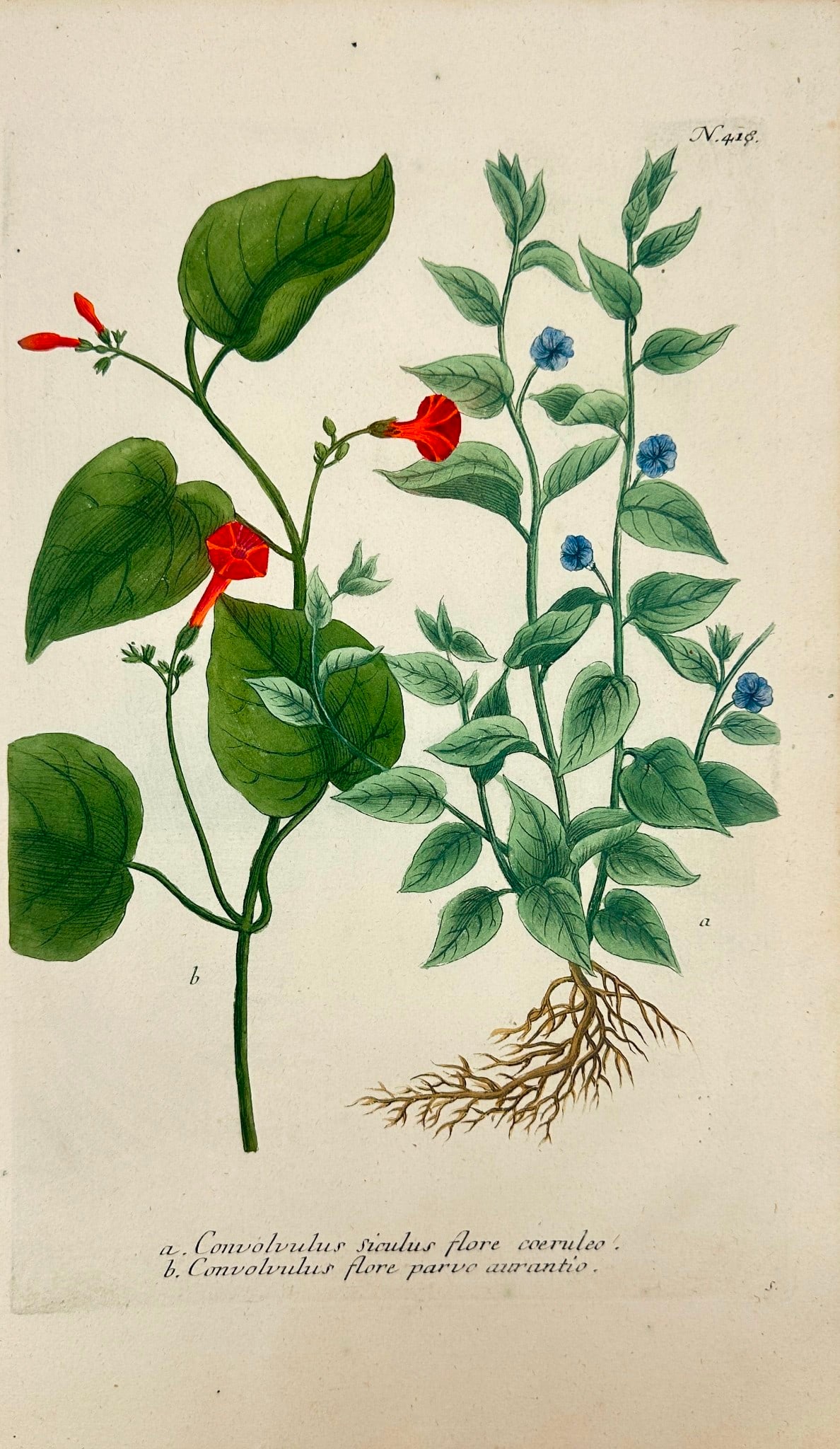 Johann Wilhelm Weinmann – Convolvulus with Blue and Orange Flowers – Engraving (1 of 3)
