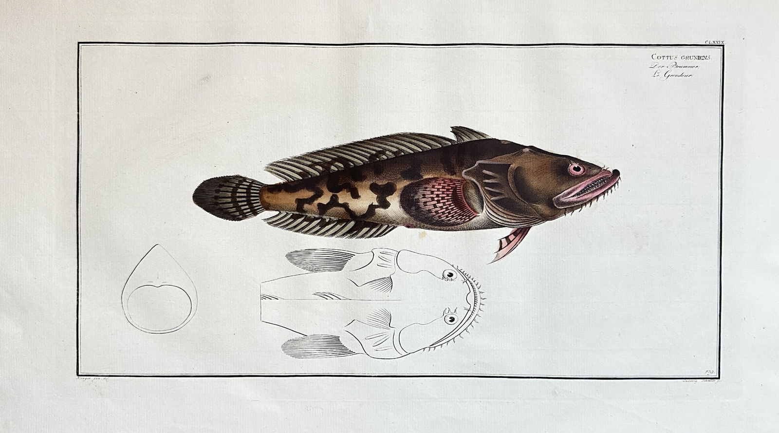 Marcus Elieser Bloch (1723–1799) – The Armed Bullhead – Engraving, Hand-coloured (1 of 3)