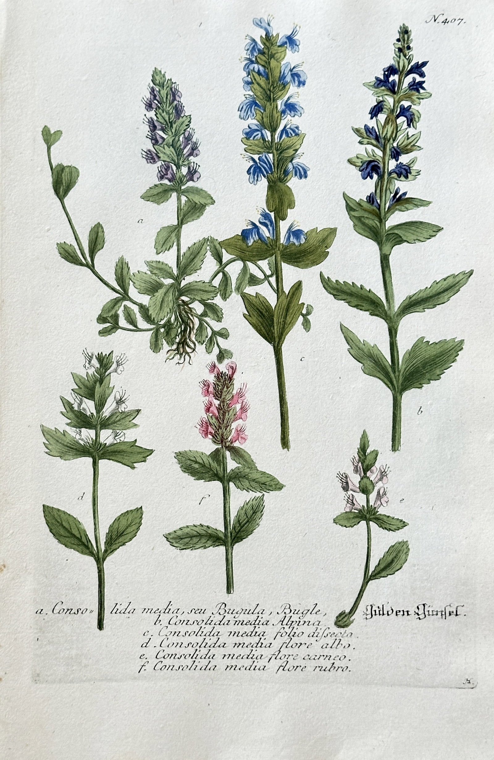 Johann Wilhelm Weinmann (1683–1741) – Bugleweed Species – Hand-coloured engraving (c. (1 of 3)