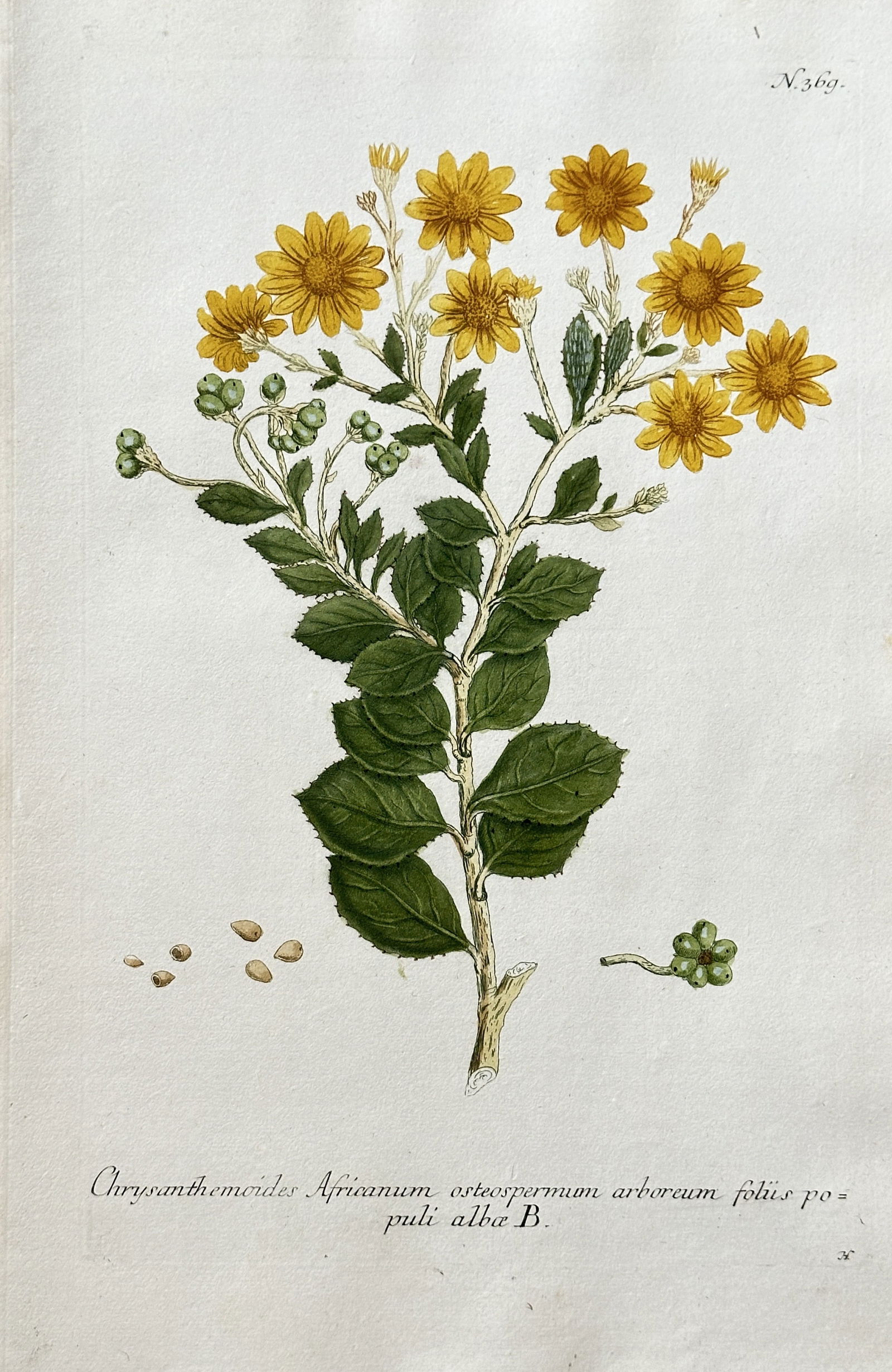Johann Wilhelm Weinmann (1683–1741) – African Bush Daisy – Hand-coloured engraving (c. (1 of 3)