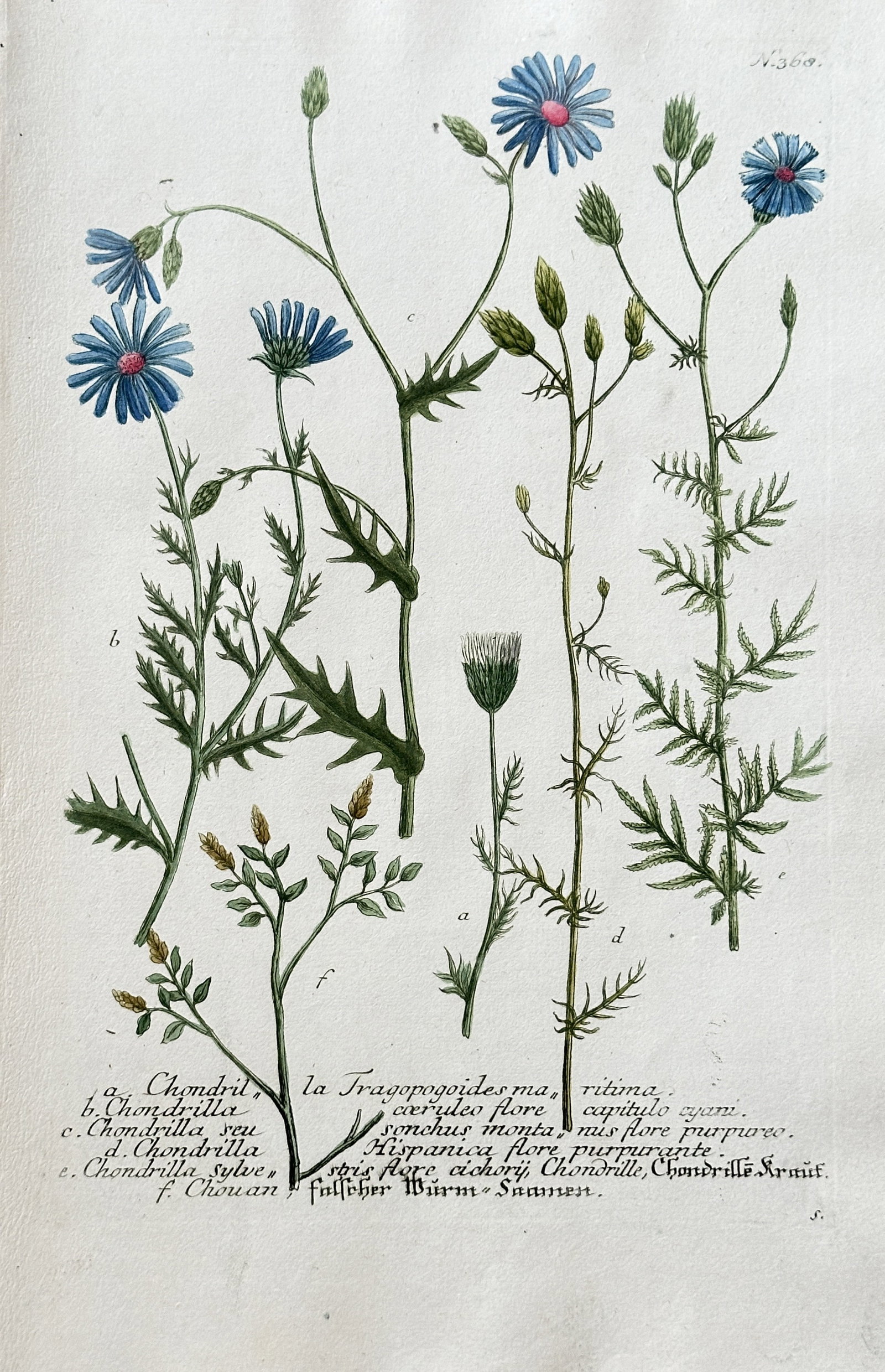 Johann Wilhelm Weinmann (1683–1741) – Skeletonweed Species – Hand-coloured engraving (c. (1 of 3)