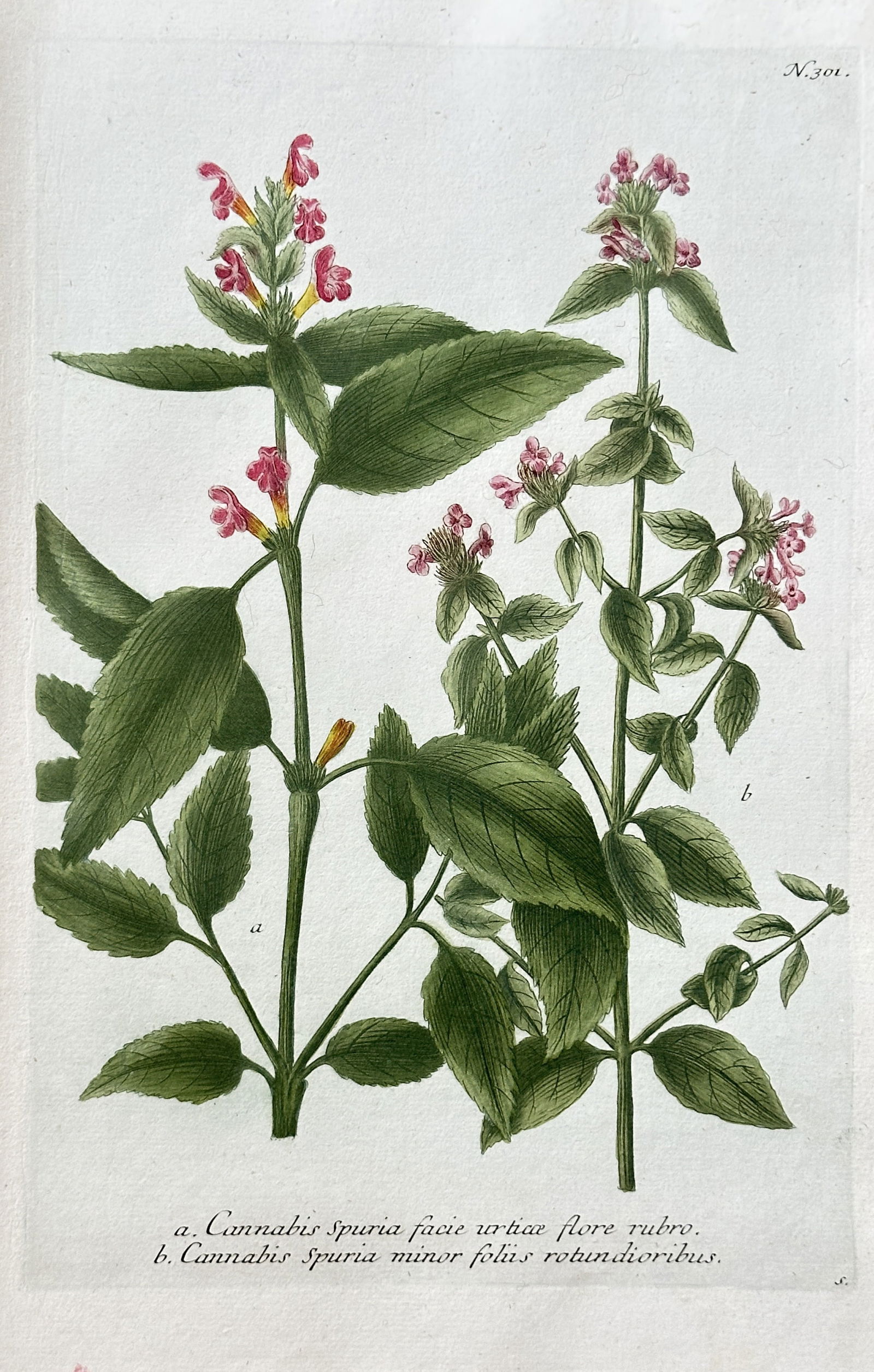 Johann Wilhelm Weinmann (1683–1741) – Hemp-nettle – Hand-coloured engraving (c. 1737-1745) (1 of 3)