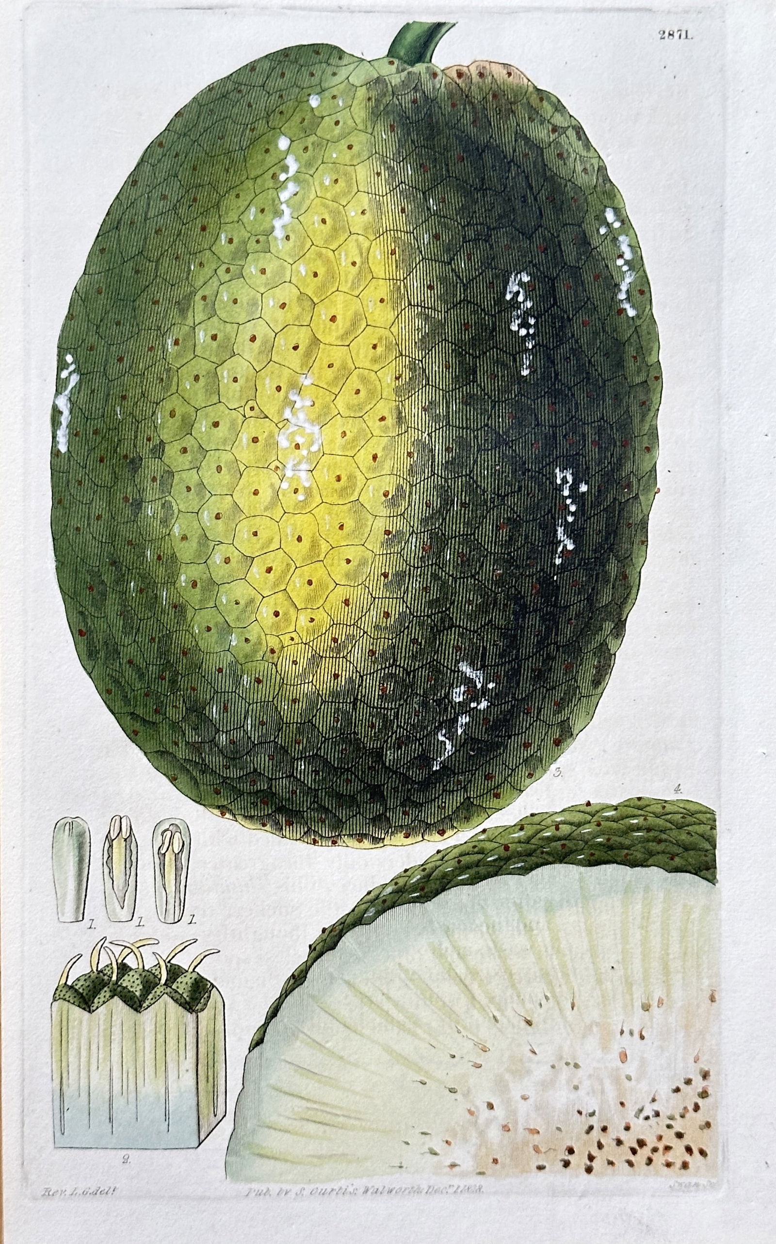 Samuel Curtis (1746–1799) – Breadfruit – Hand-coloured engraving (1828) (1 of 3)
