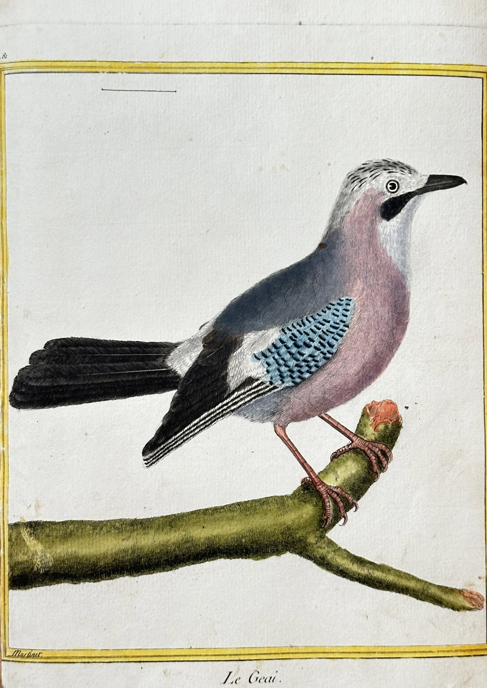 François Nicolas Martinet (c. 1731–1800) – The Jay – Hand-coloured engraving (c. 1770) (1 of 3)