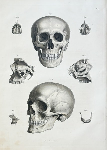 Carl Ernest Bock (1809–1874) – The Human Skull – Engraving, Hand-coloured (c. 1860) (1 of 3)
