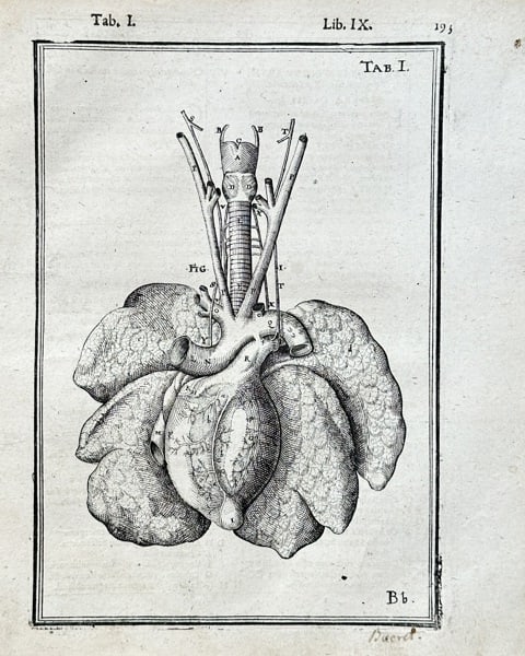 Adriaan van den Spiegel (1578–1625) – Anatomical Study of the Lungs and Heart – Engraving (1 of 3)
