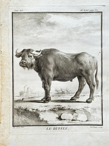 Georges-Louis Leclerc, Comte de Buffon (1707–1788) – The African Buffalo – Engraving: This detailed zoological engraving depicts an African buffalo, Syncerus caffer, in a naturalistic landscape setting. The illustration is from Buffon's monumental work, Histoire Naturelle, générale e