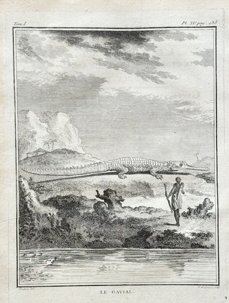 Georges-Louis Leclerc, Comte de Buffon (1707–1788) – The Gavial – Engraving (1767): This detailed zoological engraving depicts a gavial, a long-snouted crocodilian, in a landscape setting. The illustration is from Buffon's monumental work, Histoire Naturelle, générale et particuli�