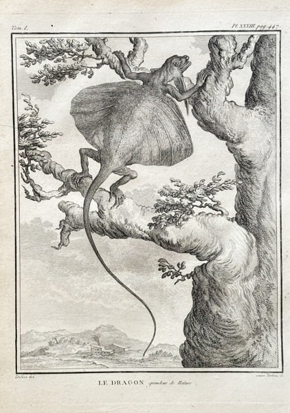 Georges-Louis Leclerc, Comte de Buffon (1707–1788) – The Flying Dragon – Engraving (1 of 3)