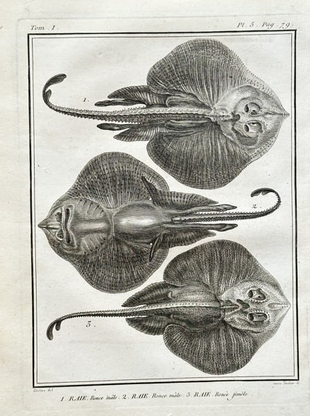 Georges-Louis Leclerc, Comte de Buffon (1707–1788) – Skate – Engraving (1783) (1 of 3)