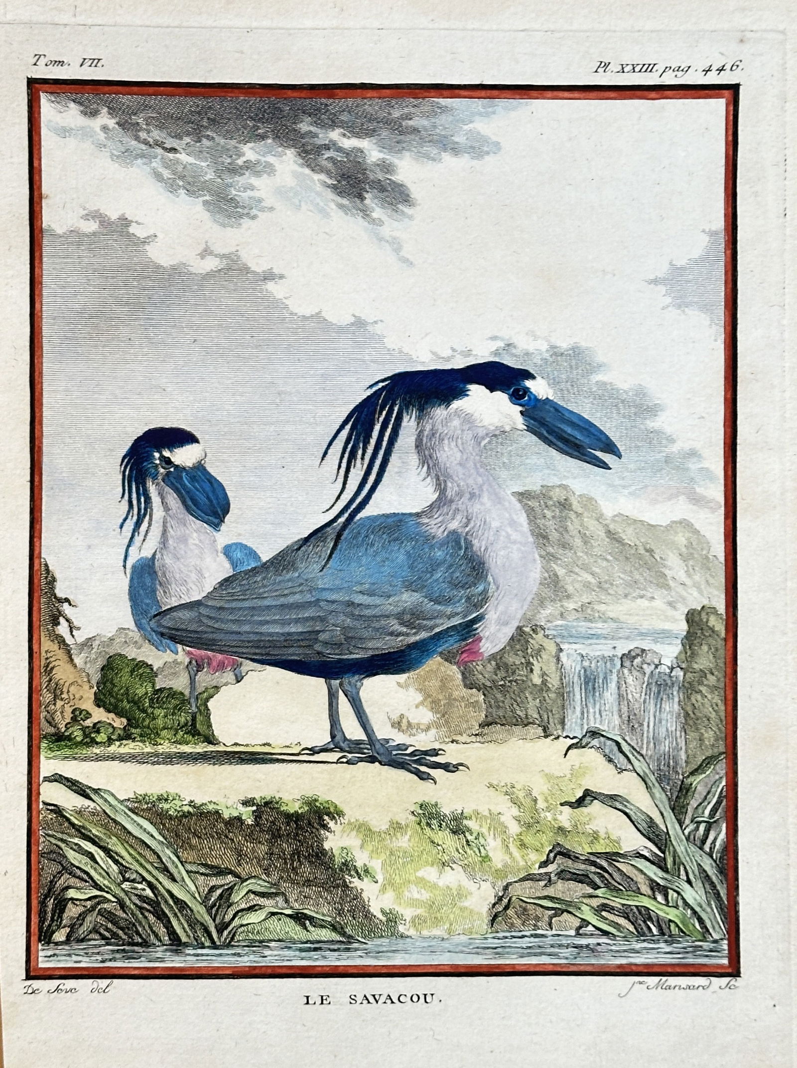 Georges-Louis Leclerc, Comte de Buffon (1707–1788) – The Crowned Night Heron – Hand-coloured: This detailed zoological engraving depicts two crowned night herons, Nyctanassa violacea, in a lush, rocky landscape. The illustration originates from Buffon's monumental work, Histoire Naturelle des