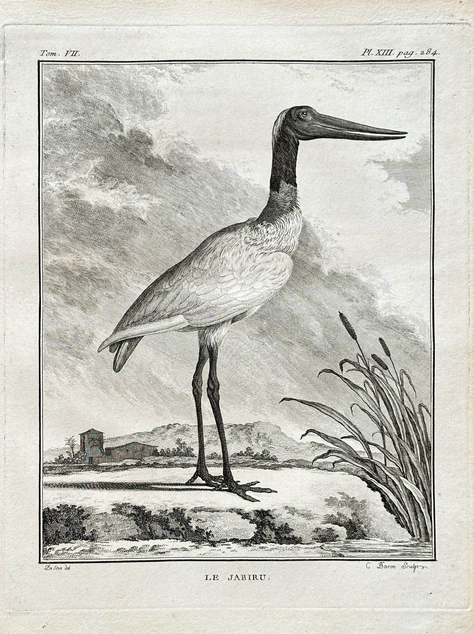 Georges-Louis Leclerc, Comte de Buffon (1707–1788) – The Jabiru – Engraving (1779): This detailed zoological engraving depicts a Jabiru, Jabiru mycteria, a large stork found in the Americas. The illustration is from Buffon's monumental work, Histoire Naturelle des Oiseaux, which form