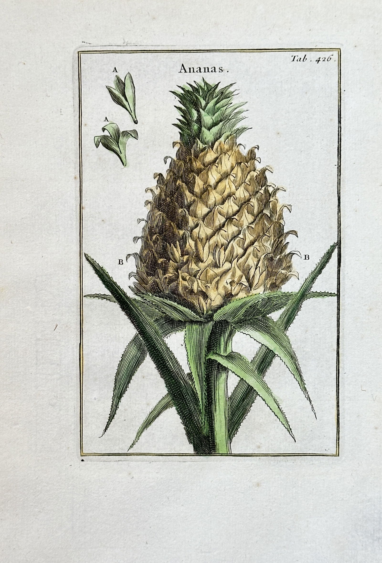 Joseph Pitton de Tournefort (1656–1708) – Pineapple – Hand-coloured Engraving (1700) (1 of 3)