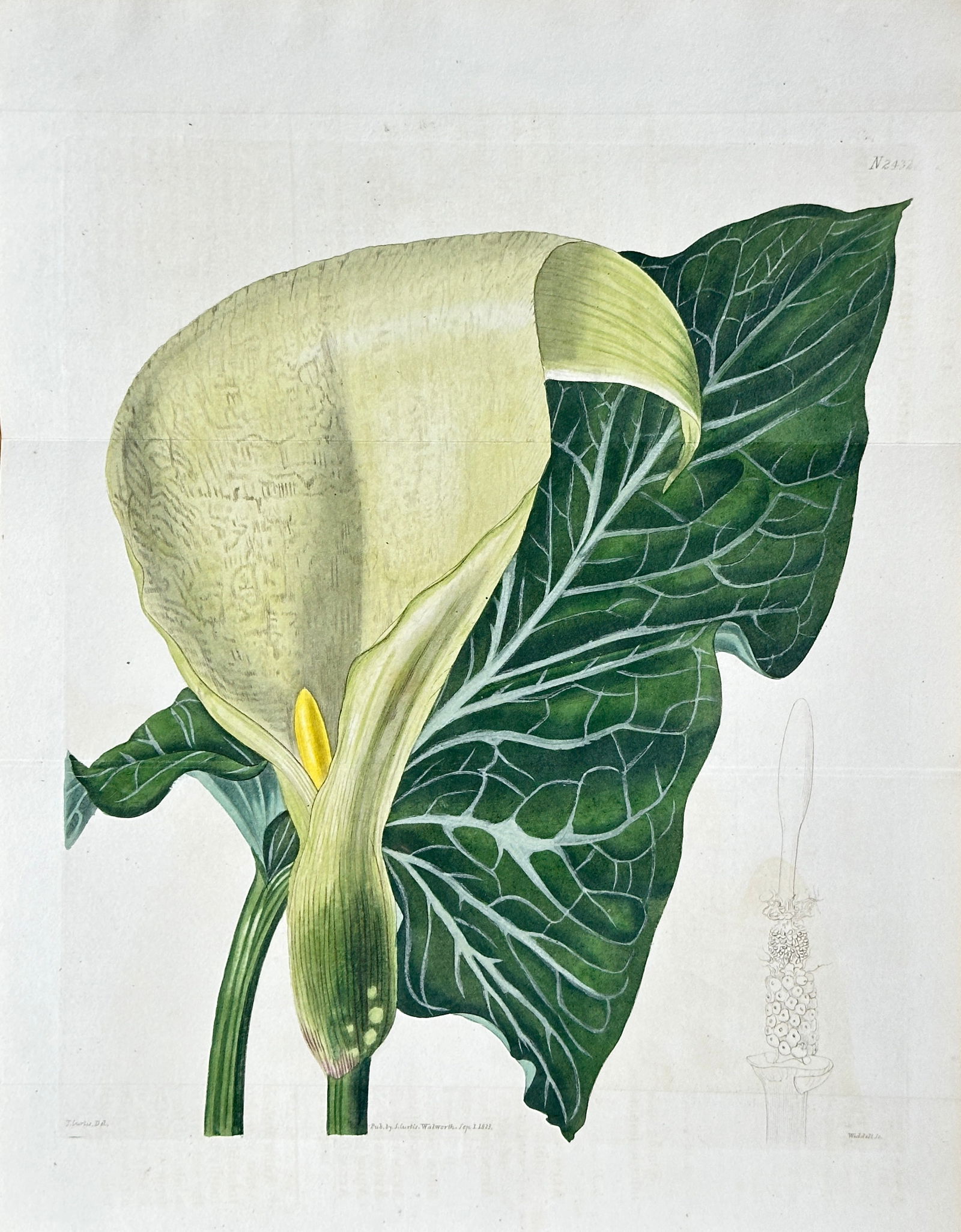 William Curtis (1746–1799) – White Arum Lily (Zantedeschia aethiopica) – Hand-Colored (1 of 3)