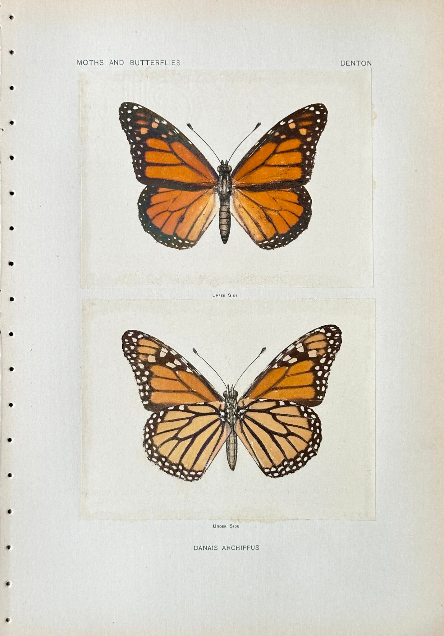 Sherman Foote Denton (1856-1937) – Danais Archippus (Monarch Butterfly): A classic natural history illustration of the Monarch Butterfly (Danais archippus, now Danaus plexippus). The work displays two separate views of the insect. The top panel shows the Upperside (Upper S