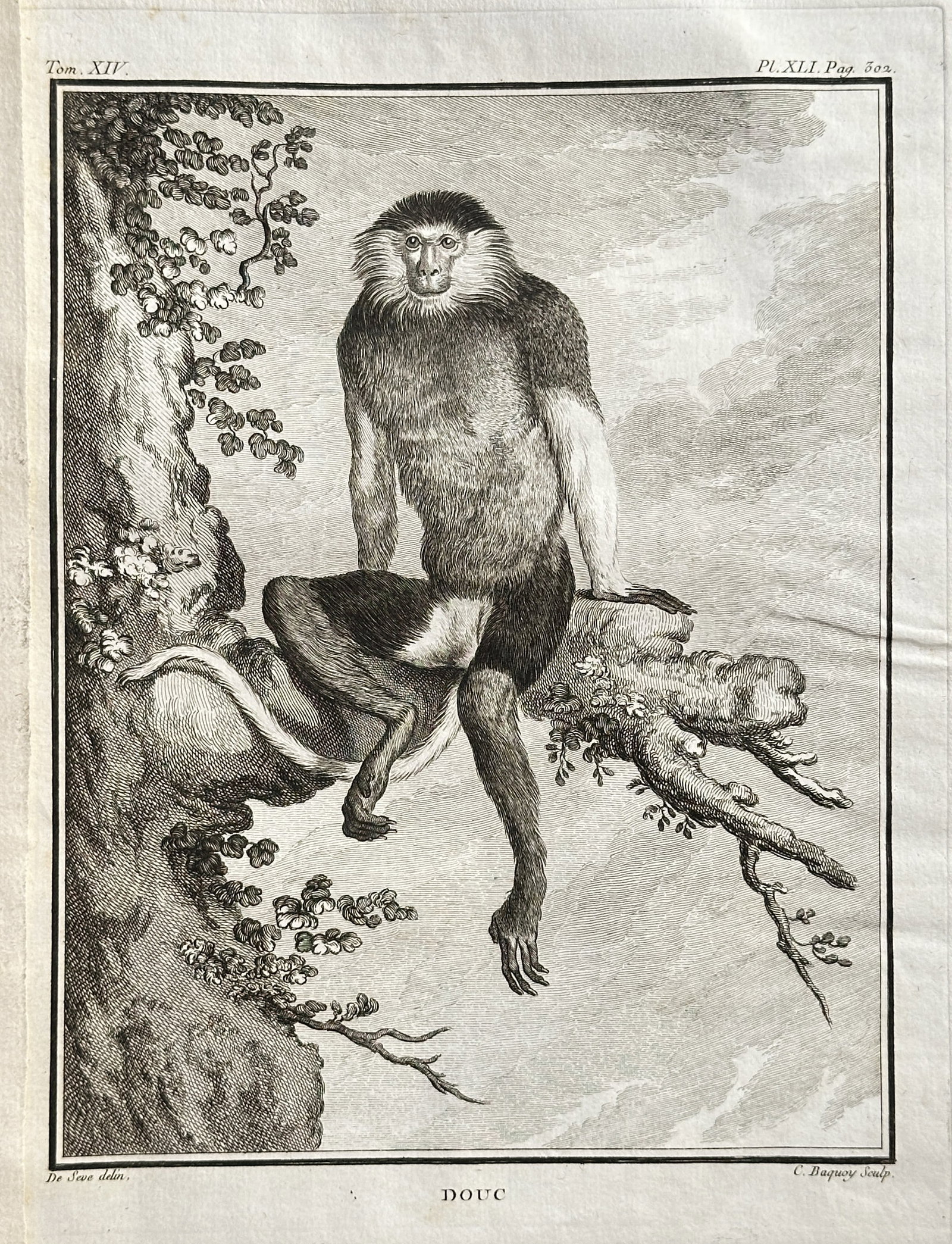 Georges-Louis Leclerc, Comte de Buffon – The Douc Monkey – Engraving (Circa 1766) (1 of 3)