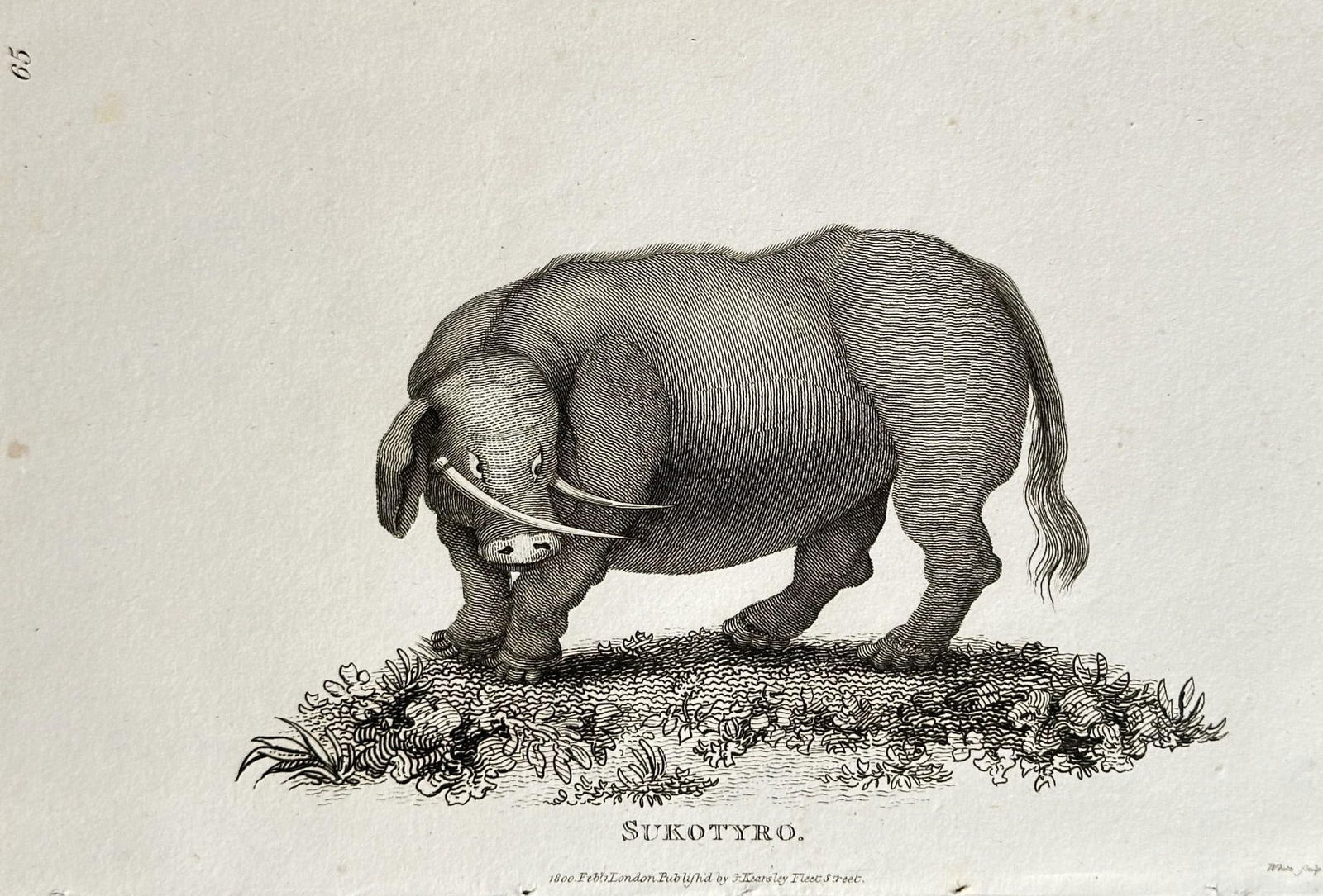 George Shaw (1751–1813) – Sukottyro (Babirusa) – Copperplate engraving (1800) (1 of 2)
