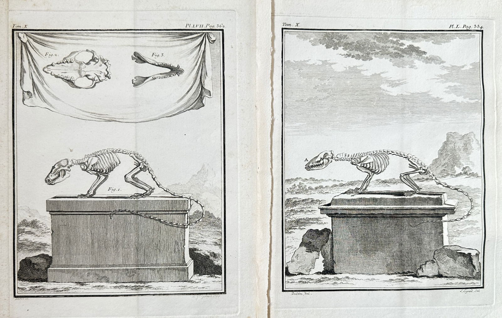 Georges-Louis Leclerc, Comte de Buffon (1707–1788) – Set of 2: Comparative Skele: This set of two detailed anatomical plates illustrates the comparative skeletal structures of two small, unidentified quadruped mammals, likely relating to the Civet or Genette species covered in the