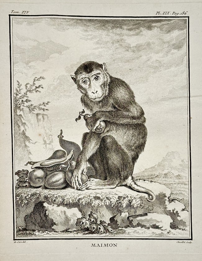 Georges-Louis Leclerc, Comte de Buffon – The Maimon – Engraving (Circa 1766): This evocative engraving, titled Maimon (The Maimon, an antiquated term for the Mandrill or a related short-tailed baboon species), depicts the primate sitting on a low rock in a prominent foreground