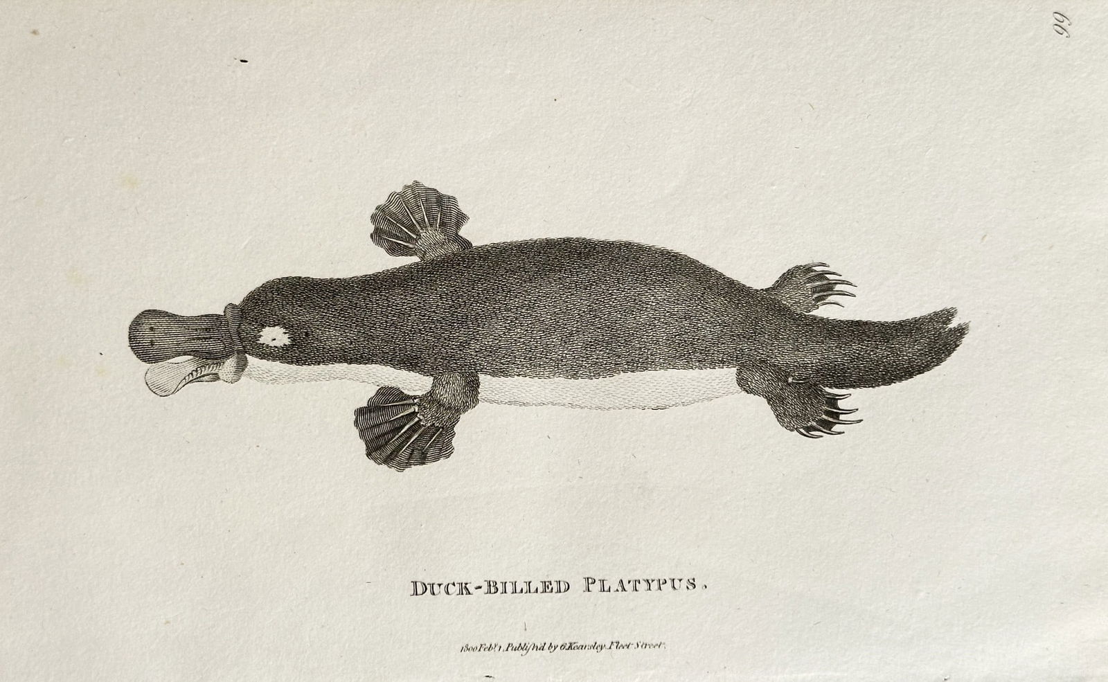 George Shaw (1751–1813) and Frederick Polydore Nodder (fl. 1770–c. 1801) – Duck-Billed (1 of 2)