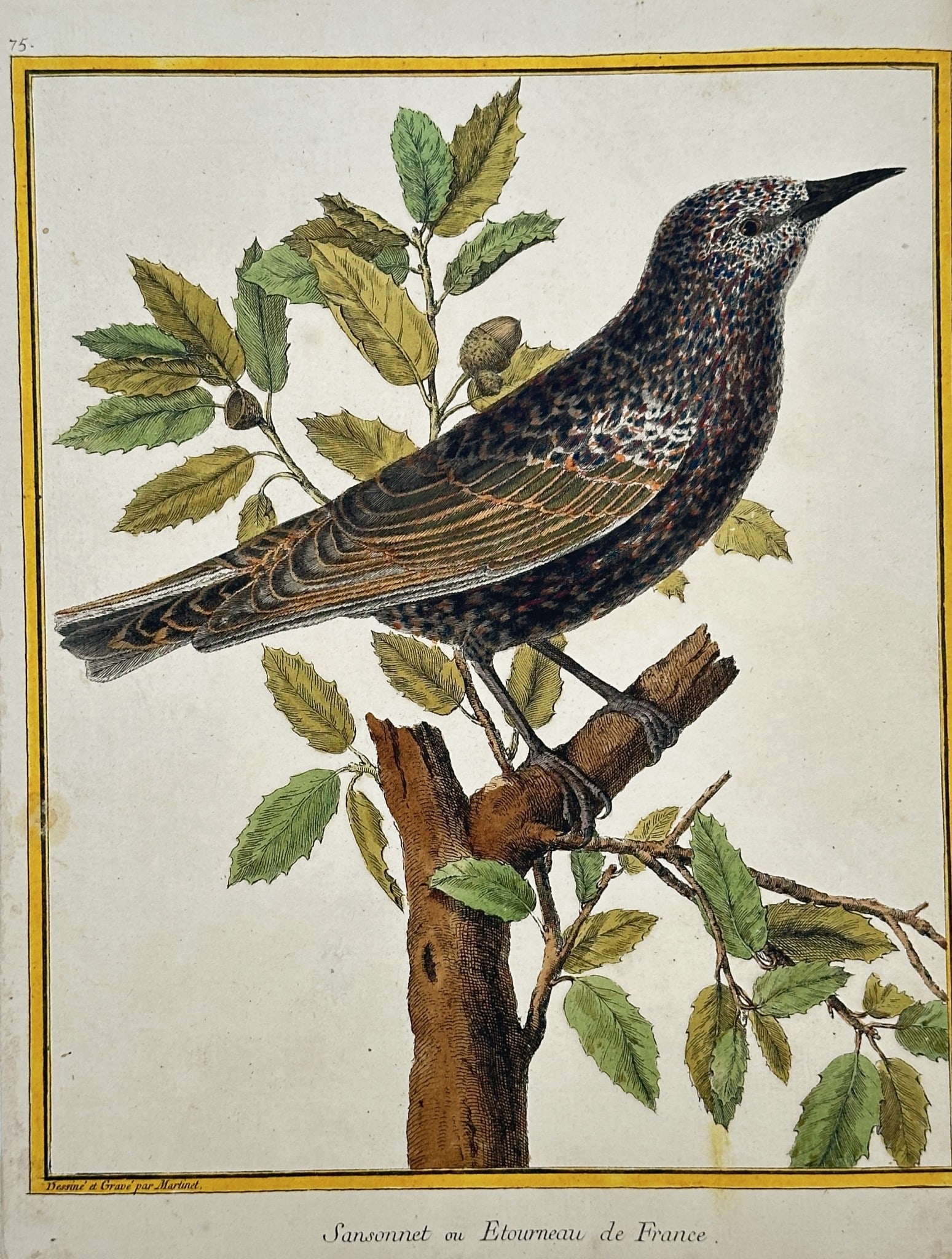 François Nicolas Martinet – Common Starling or Starling of France: This ornithological print, titled Sansornet ou Etourneau de France, depicts the Common Starling (Sturnus vulgaris), a familiar bird of Europe. The bird is shown perched on an oak branch with leaves an