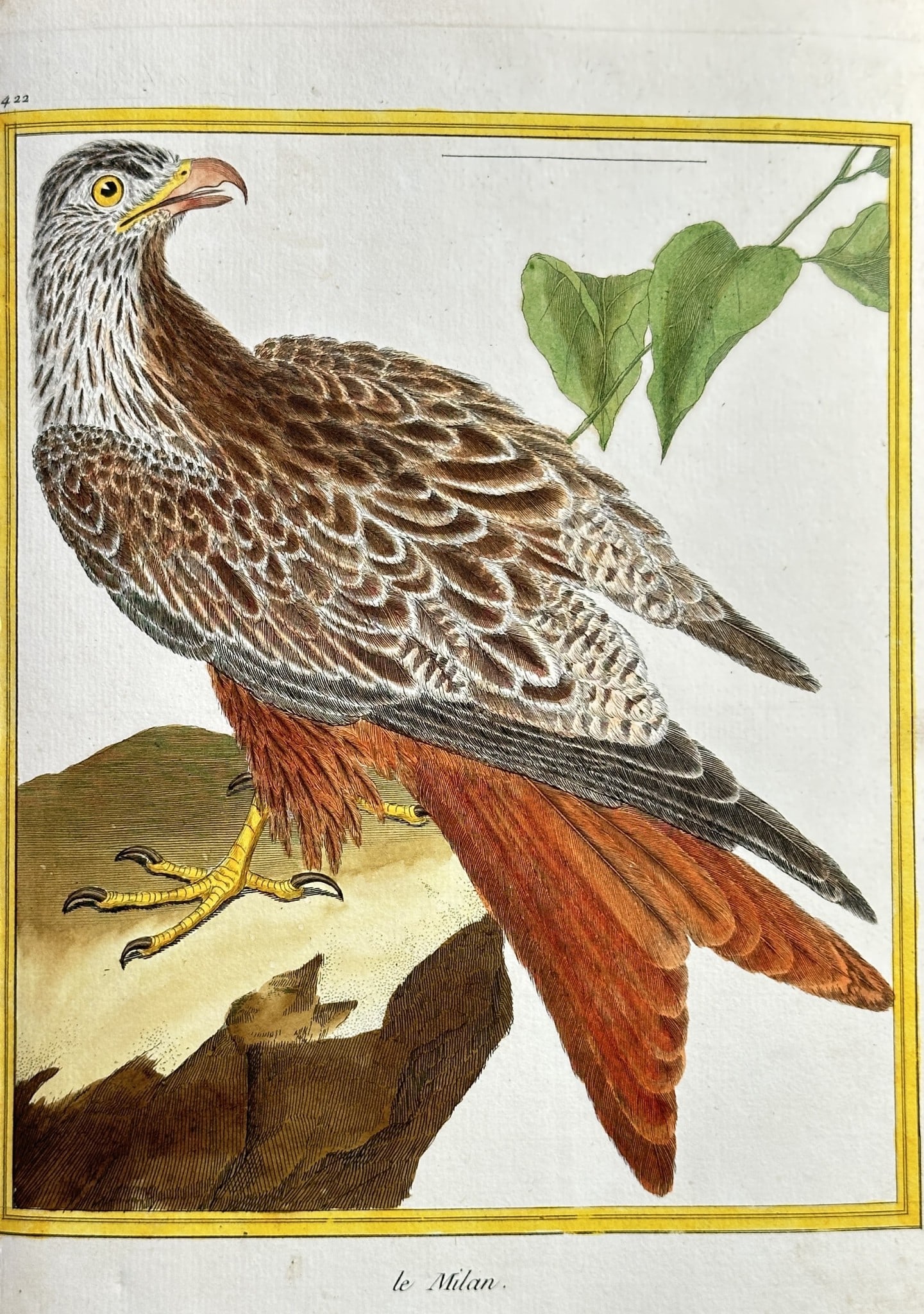 François Nicolas Martinet (c. 1725–1804) – The Red Kite (Le Milan) – Hand-colour: This vibrant, hand-coloured engraving illustrates a bird of prey identified by the French title "Le Milan" (The Kite, specifically the Red Kite). The large raptor is shown perched on a rocky outcrop, 