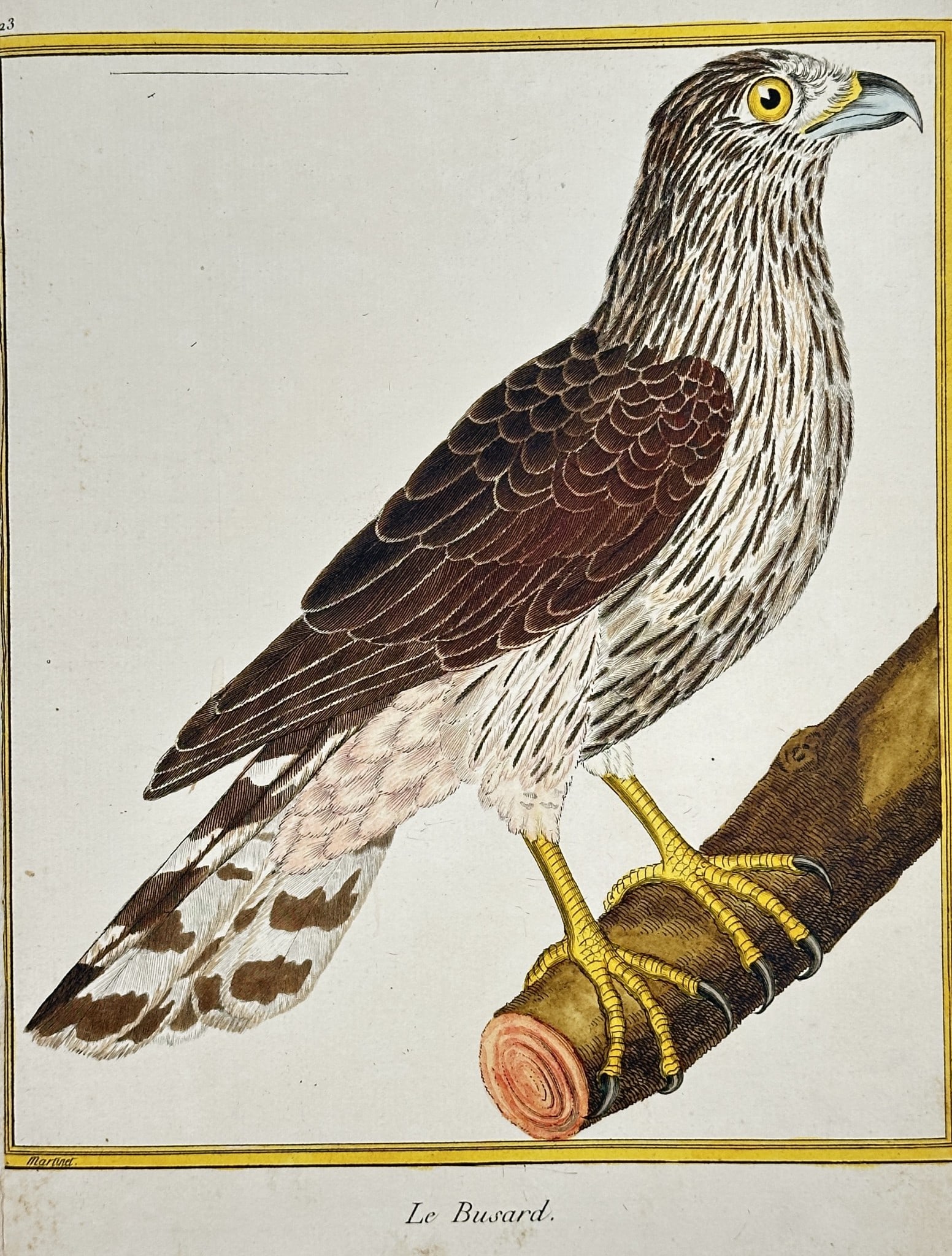 François-Nicolas Martinet – Illustration of Le Busard (Harrier or Buzzard) (1 of 2)