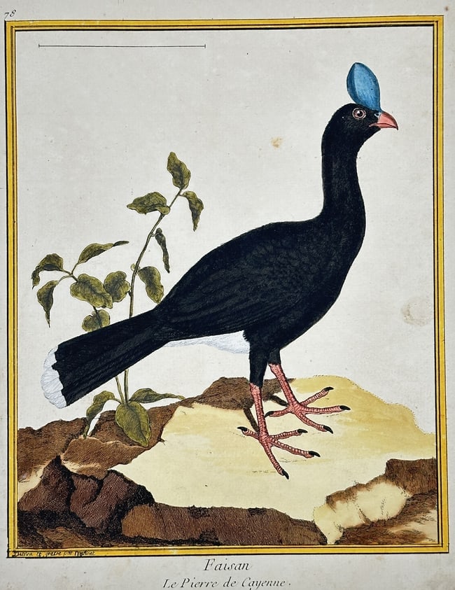 François-Nicolas Martinet (1731–1804) – Pheasant: The Black Curassow of Cayenne: This vibrant ornithological illustration depicts a large, almost entirely black bird standing on a rocky outcrop, characterized by a rounded white tail patch and a prominent blue, fleshy crest above i