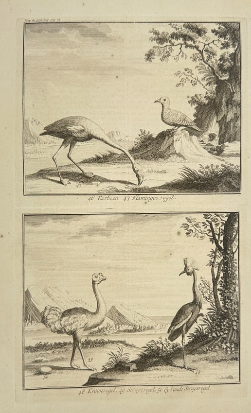 François Valentijn – Exotic Birds: Flamingo, Ostrich, Crane – Engraving (1724) (1 of 3)