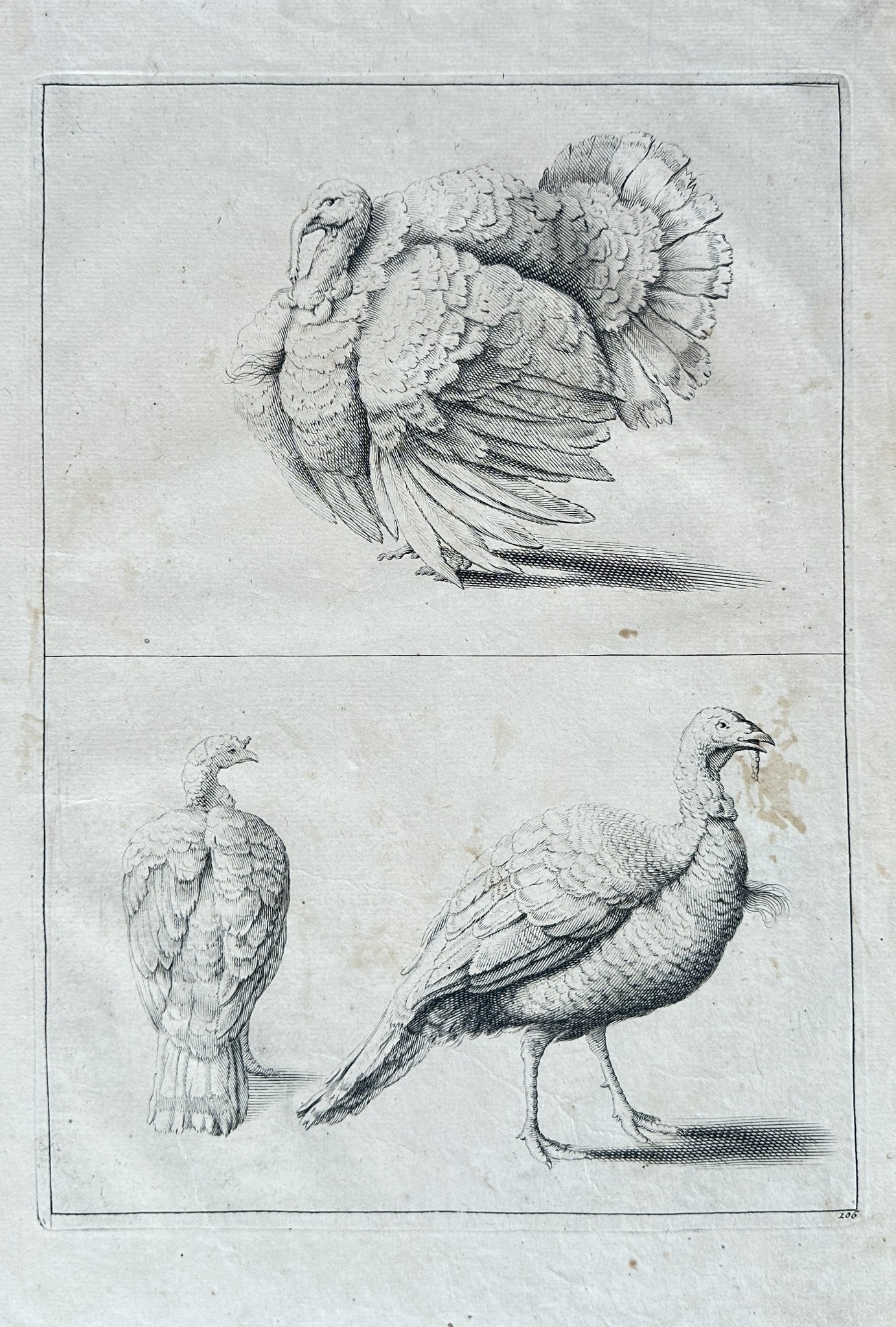 Frederick de Wit (c. 1629–1706) – Studies of Turkeys – Engraving (17th) (1 of 2)