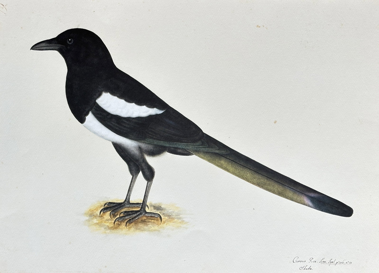 Olof Rudbeck the Younger (1660–1740) – European Magpie – Facsimile print: This striking, full-page illustration depicts a European Magpie (Pica pica), shown in profile. The bird’s plumage is rendered primarily in glossy black and white, with the long tail feathers exhibit