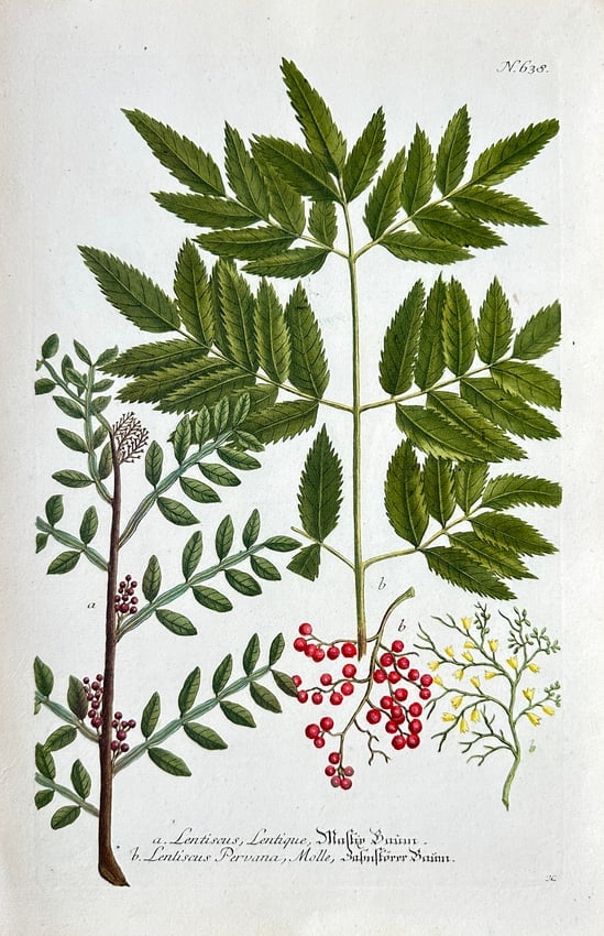 Johann Wilhelm Weinmann – Mastic Tree and Pepper Tree Varieties (Lentiscus): This botanical illustration depicts two distinct species of trees or shrubs, labeled in the period nomenclature as variations of Lentiscus (Mastic Tree).The print comes from Weinmann’s comprehensive
