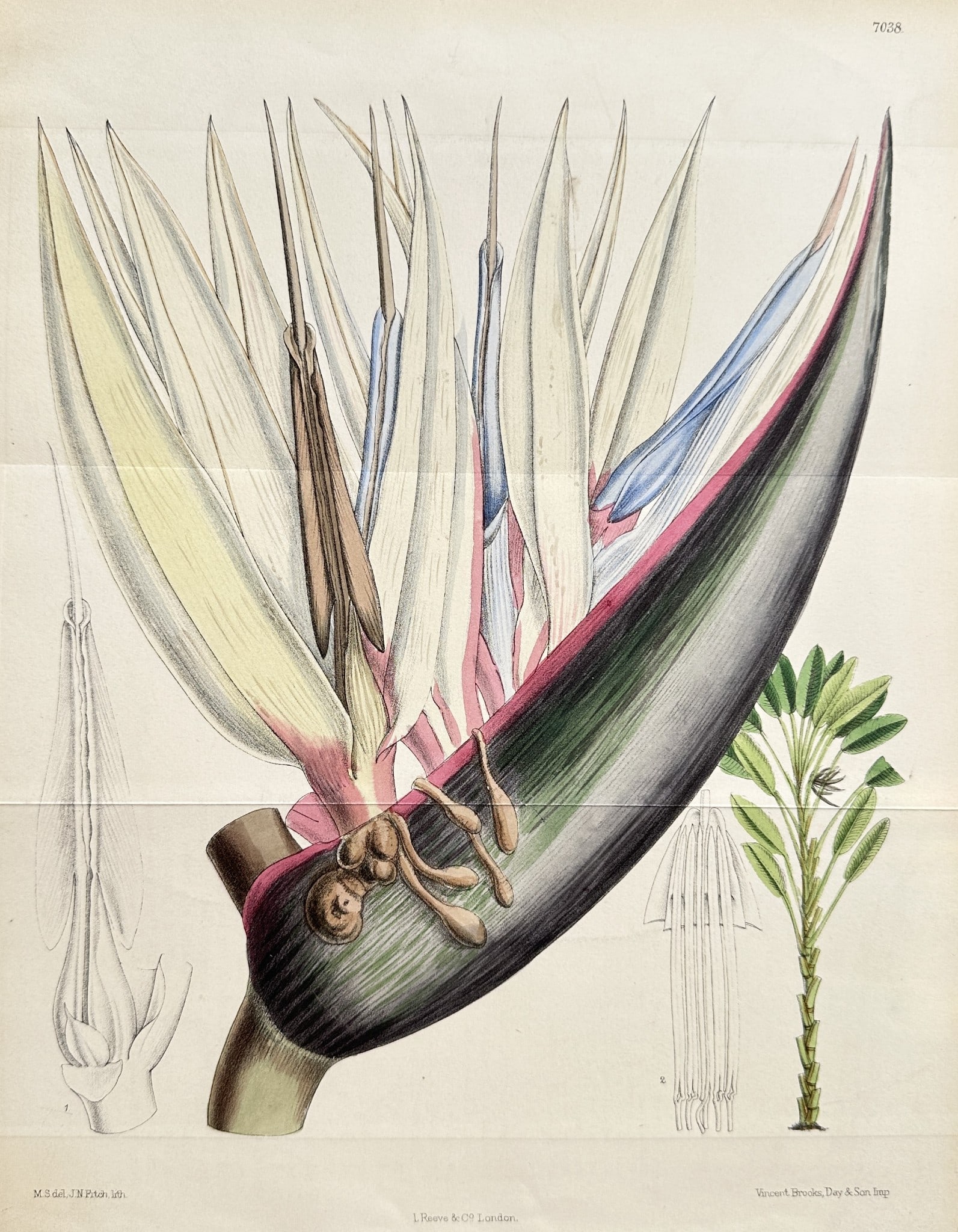 William Curtis (1746–1799) – Strelitzia Nicolai (White Bird-of-Paradise) (1 of 2)