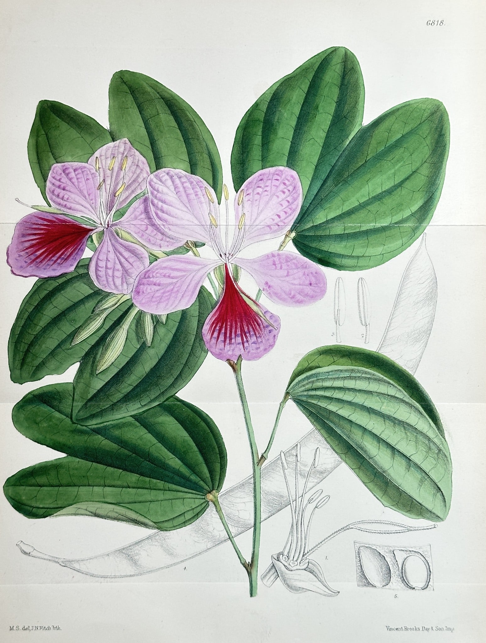 William Curtis (1746–1799) – Pink Bauhinia (Bauhinia Species) – Chromolithograph: This large, striking color illustration, plate number 6818, depicts the dramatic pink and deep magenta flowers and large, distinctive bilobed foliage of a species of Bauhinia (Orchid Tree or Mountain 