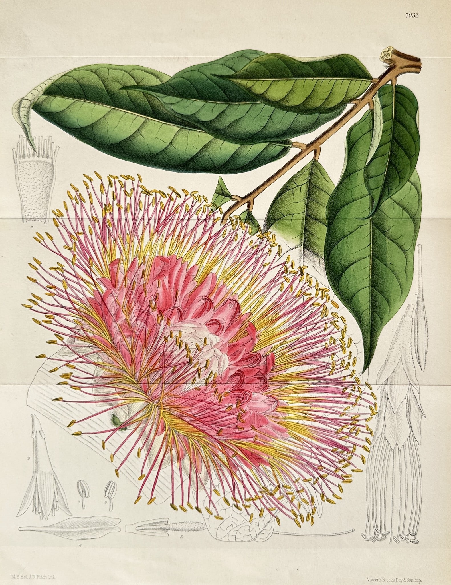 William Curtis (1746–1799) – Brush-Flowered Myrtle (Syzygium species): This highly ornamental botanical illustration, designated as Plate 5702, depicts a flowering shrub, likely a Syzygium or related myrtle species. The focus is on the spectacular flower, composed of a d